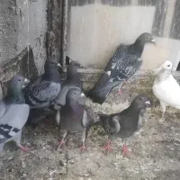 مغلف پلاکی هفرنگ