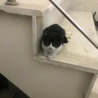 واگذاری  گربه مادر باردار و ۴  بچه گربه رایگان کرج