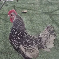 مرغ وخروس سیبرایت|حیوانات مزرعه|اصفهان, زوان|دیوار