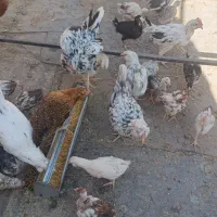 مرغ و خروس و جوجه  گلین و لری