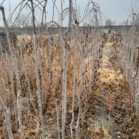 نهال توت|خدمات باغبانی و درختکاری|مشهد, درزآب|دیوار