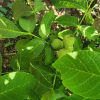 نهال گردوی پیوندی چندلر و تمامی ارقام|خدمات باغبانی و درختکاری|سقز, |دیوار