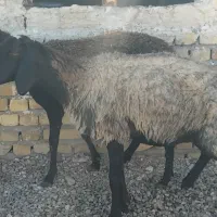 شیشک چهار دندان چاق و چله