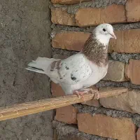 نر شازده هما