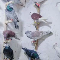 کفتر بوم پرشی زدوخوردی غریبه