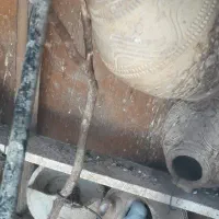 مرغ عشق فروشی|پرنده|بندرعباس, |دیوار