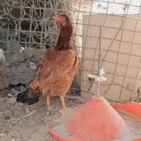 ماکیان‌لاری