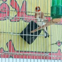 سهره ۳ ساله