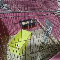 پرنده مرغ عشق|پرنده|خمینیشهر, |دیوار