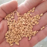 خریدار گندم و جو