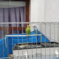 مرغ عشق نر وماده