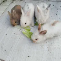 چارتا بچه خرگوش لپ خوشگل