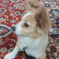 سگ ماده|سگ|پاکدشت, پاکدشت (مامازند)|دیوار