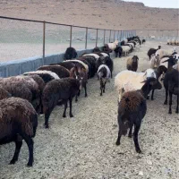 نیازمند چوپان