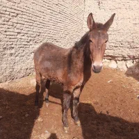 فروش قاطر باری سواری