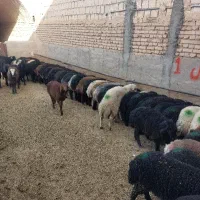 گوسفند فروشی|حیوانات مزرعه|یزد, |دیوار