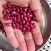لوبیا قرمز