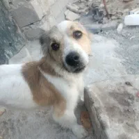 سگ پیداشده|سگ|رباط‌کریم, رباط‌کریم|دیوار