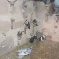 کفتر|پرنده|کرمان, |دیوار