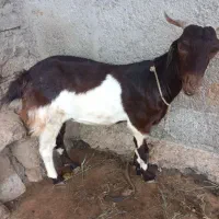 حیوانات لوازم