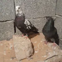 نر کله ماستی  ماده چونه سفید