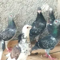پلاکی گوره