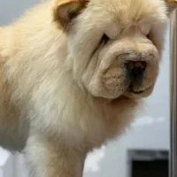 چاوچاو سفید اصیل ازمادر وارداتی پدر حرفه ای|سگ|کرمان, |دیوار