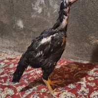 لاری اوشامو.