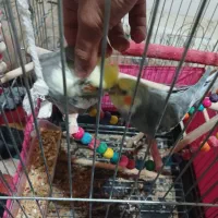 یه جفت عروس هلندی نر و ماده بسیار رام|پرنده|شاهدشهر, |دیوار