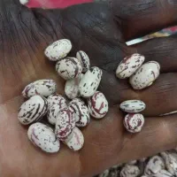 لوبیا چیتی کپسولی درشت و بوجارشده