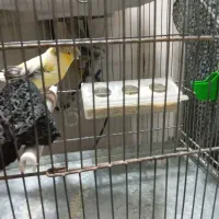 قناری ماده کاکولی|پرنده|پاکدشت, پاکدشت (مامازند)|دیوار