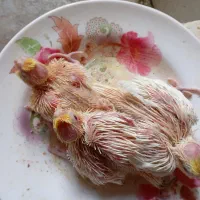 طوطی عروس سرلاکی