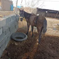 اسب|اسب و تجهیزات اسب‌سواری|سبزوار, کهنه آب|دیوار