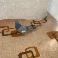 سرک سبز