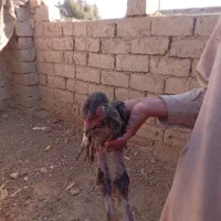 با سلام خسته نباشید|حیوانات مزرعه|زهک, |دیوار