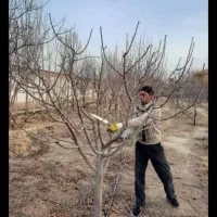 کلیه‌کارهای‌باغبانی‌وهرس‌کاری