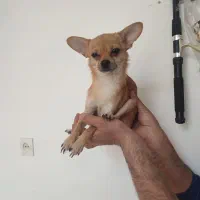 سگ شی هوا هوا