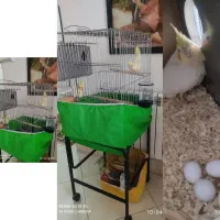 عروس هلندی