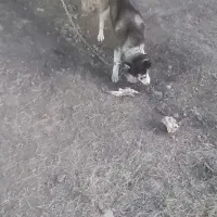 واگذاری سگ هاسکی