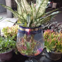 آگلونما آکواریومی