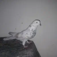 کفتر|پرنده|قرچک, ولی آباد|دیوار