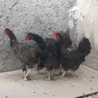 معامله با کبوتر شهرستان دشتی|پرنده|خورموج, |دیوار