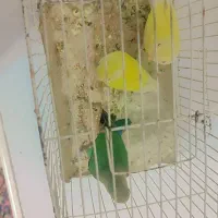 طوطی برزیلی|پرنده|دزفول, |دیوار