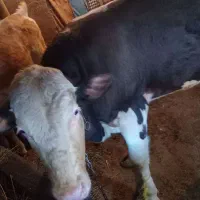 گاو نرگوشتی سیمینتال