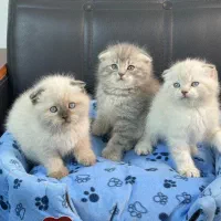 مجموعه گربه های مستقر در تهران