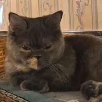 گربه بریتیش ماده|گربه|قرچک, مهدیه|دیوار