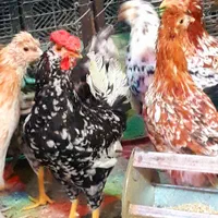 تخم مرغ نطفه دار گلین|حیوانات مزرعه|خمینی‌شهر, |دیوار