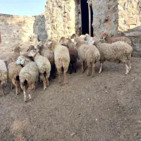 بره مغانی اصل قیمت ۲۴۵۰۰|حیوانات مزرعه|آبش احمد, |دیوار