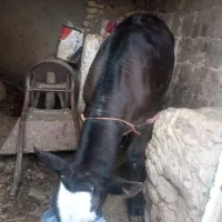 گوساله سیمینتال اصیل