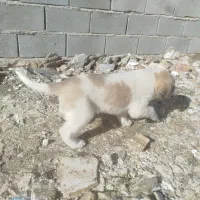 توله سگ ماده